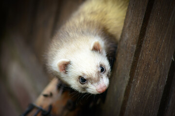 cute ferret close up in a cage on germany