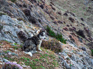 Shaggy Siberian Husky dog on a mountain slope. A guide dog in the mountains early morning.