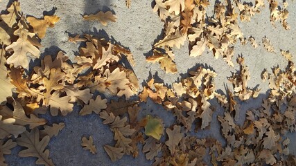 beautiful yellow autumn leaves on the pavement
