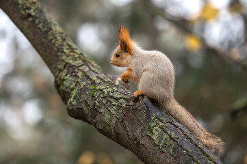 Red European squirrel in the autumn park on the tree