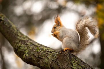 Naklejka na ściany i meble Red European squirrel in the autumn park on the tree