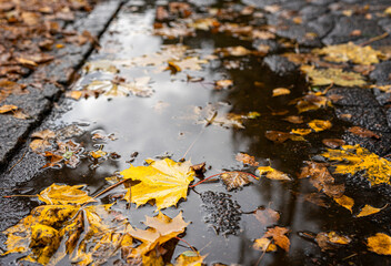 Herbstliche Impressionen aus dem Wald und in der Stadt