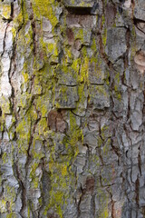Green lichen on the bark of a tree. Tree trunk affected by lichen. Moss on a tree branch. Textured wood surface with lichens colony. Fungus ecosystem on trees bark. Common green lichen.