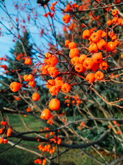 Ashberry in autumn against a blue sky