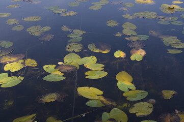 Lotus leaves on lake at fall season