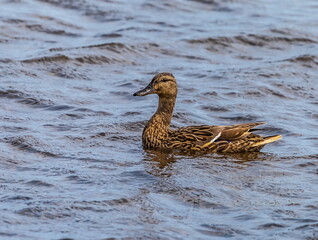 Bird wild duck on the water pond in the summer