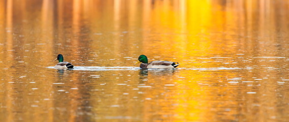 Ducks in the autumn pond
