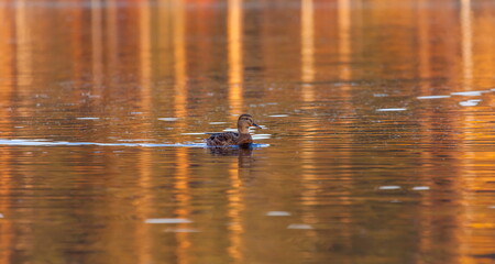 Ducks in the autumn pond