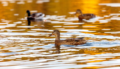 Ducks in the autumn pond