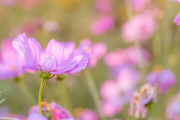 close-up of of pink cosmos flower