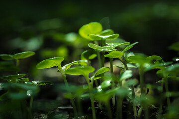 Fototapeta na wymiar close-up photo of plant seedlings
