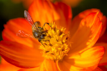 Close-up of a bee on an orange flower