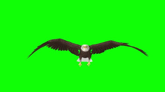 Bald Eagle Flying Over Screen - II - Front View - 3D Animation loop isolated with green background