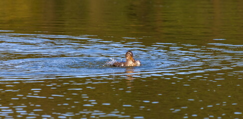 Ducks on the water pond in summer closeup