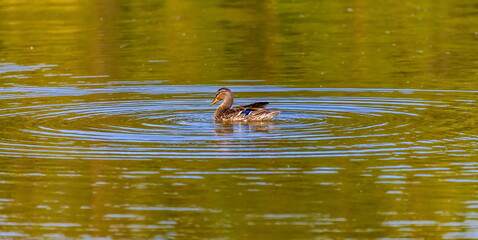 Ducks on the water pond in summer closeup