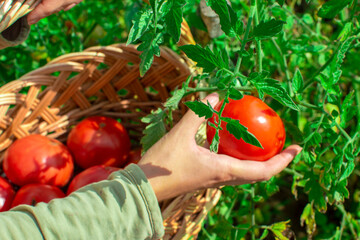 Collecting tomatoes in a basket. Close-up. Agriculture and gardening concept. Focus on tomato