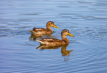 Ducks on the water pond in summer closeup
