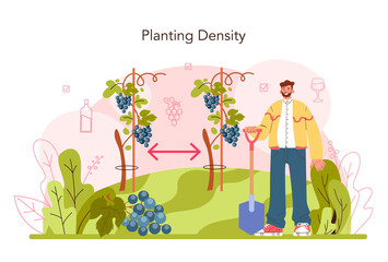 Wine production. Grape selection and cultivation. Grape pruning,