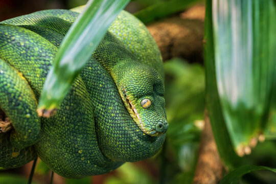 Green Tree Python