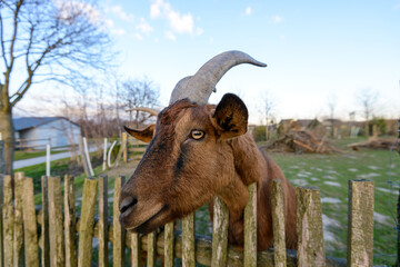 Cute Goat close up on a fence in a german village