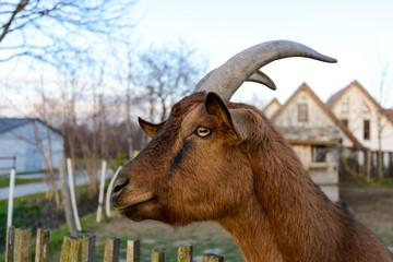 Goat close up on a fence in a german village