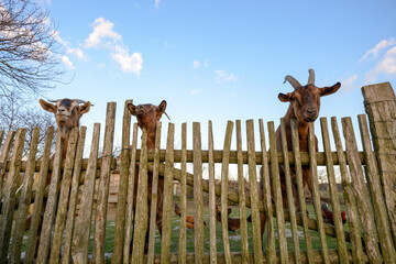 Three Funny goats on a fence in a german village