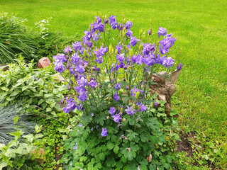 Blue aquilegia flowers blooming on a bush in the garden against a background of green grass.