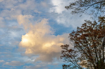 東京都渋谷区代々木にある公園の秋の景色