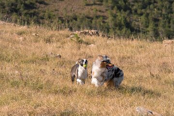 blue merle Australian shepherd puppy dog runs and jump on the meadow of the Praglia with a pitbull puppy dog in Liguria in Italy