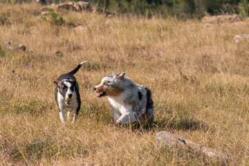Obraz na płótnie Canvas blue merle Australian shepherd puppy dog runs and jump on the meadow of the Praglia with a pitbull puppy dog in Liguria in Italy