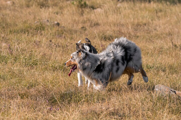 blue merle Australian shepherd puppy dog runs and jump on the meadow of the Praglia with a pitbull puppy dog in Liguria in Italy