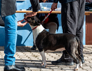 Bull Terrier female dog white and brown contest participation 