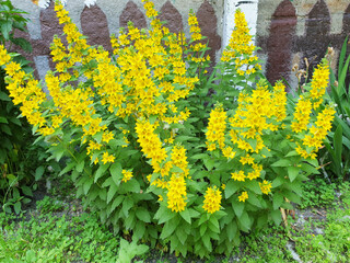 A bush of yellow flowers lysimachia punctata or lysimachia vulgaris.