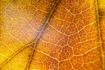 Fototapeta na wymiar 아름다운 가을 단풍잎 접사