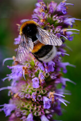 Hummel auf Agastasche