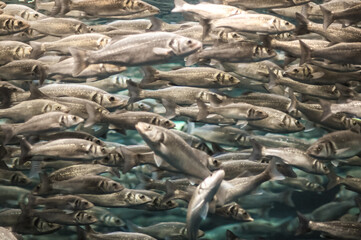 Shot of a family of sardines in the turquoise water swimming left and right