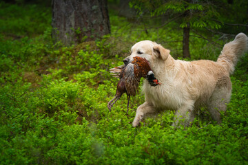 Beautiful golden retriever carrying a shot down game in its mouth.