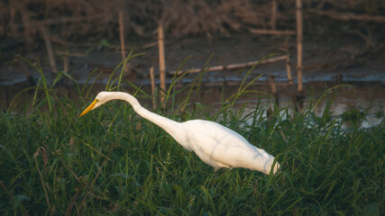 great white heron