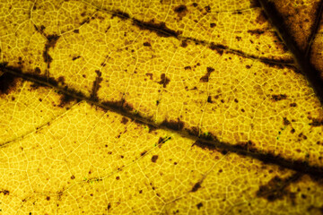 말라서 점점 썩어가는 나뭇잎