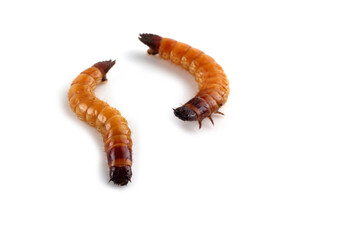 Wireworms isolated on white