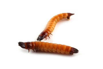Wireworms isolated on white
