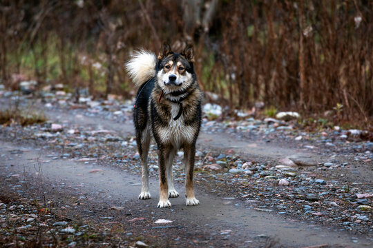 East Siberian Laika. Native Siberian hunting dogs or East Siberian huskies.