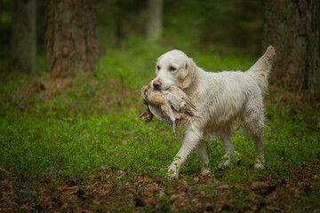Beautiful golden retriever carrying a shot down game in its mouth.