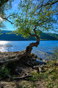 Roski Slap Baum an Krka