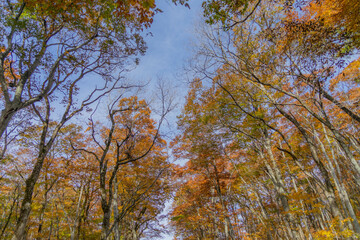 Fototapeta premium 大山