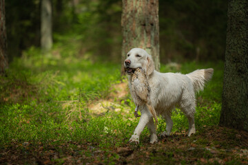 Beautiful golden retriever carrying a shot down game in its mouth.