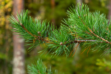 pine sylvestris tree branches