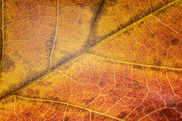 가을 나뭇잎 접사