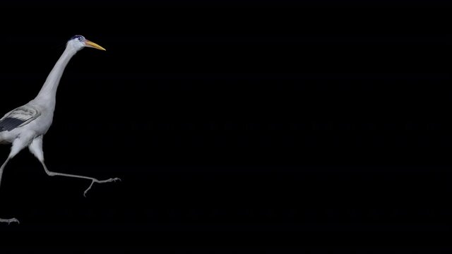 Great Blue Heron - Wading Water Bird - Walking Over Screen - Transparent 3D Animation with alpha channel