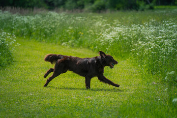 Beautiful flat-coated retriever carrying a training dummy in its mouth.